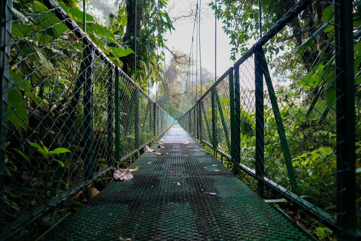 A suspension bridge through tropical forest in Costa Rica