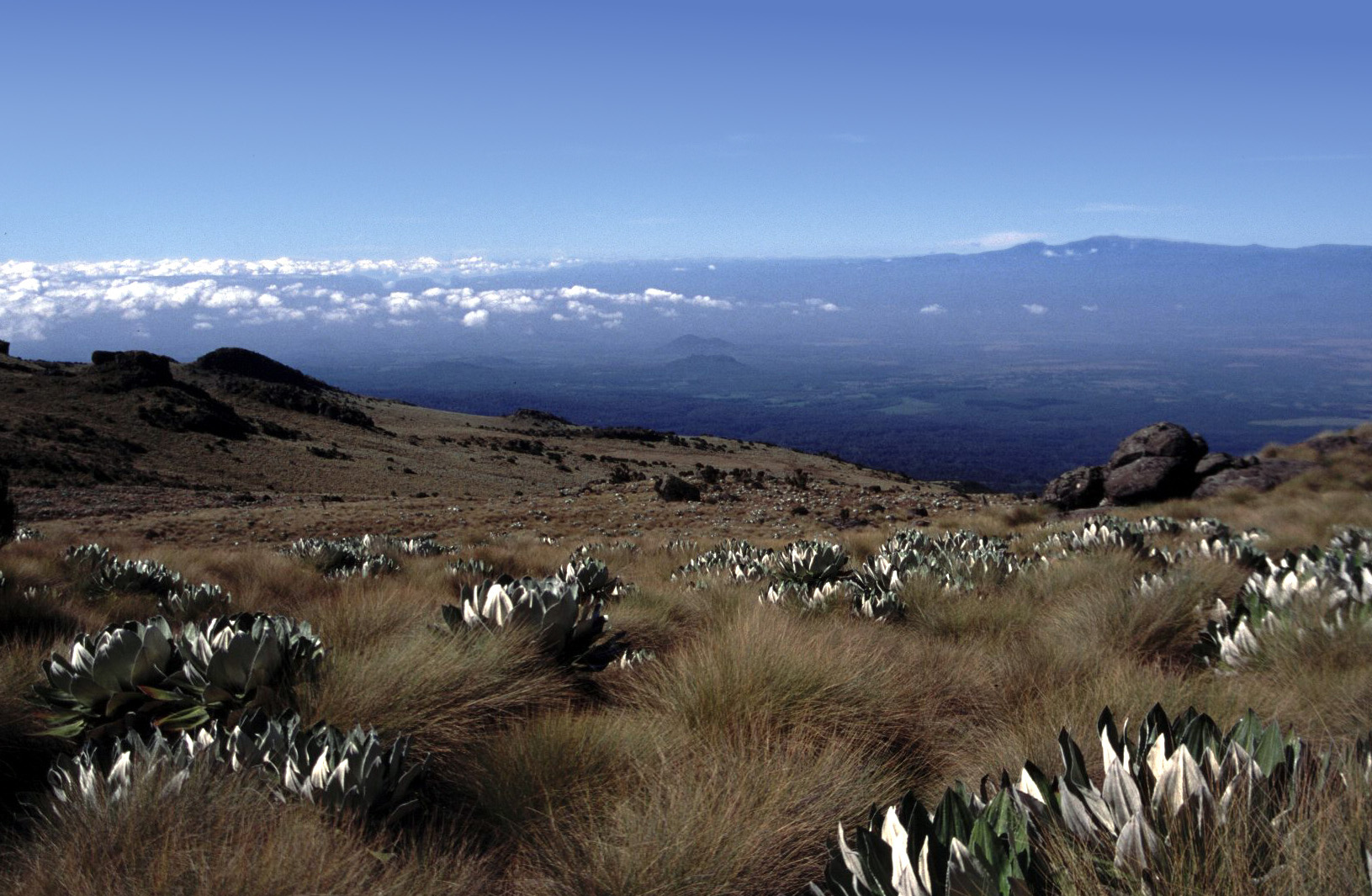 Alpine vegetation and mountain scenery on Mount Kenya