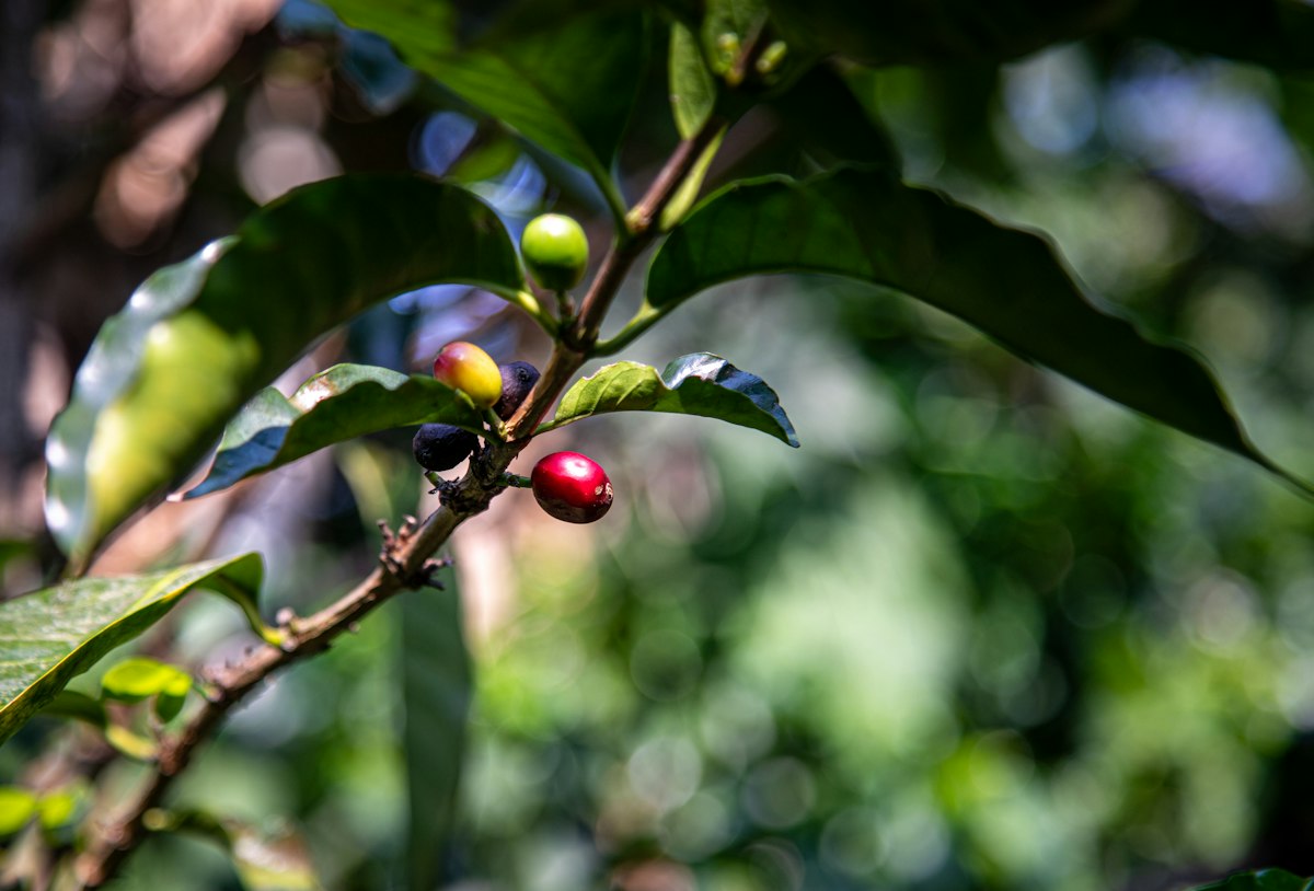 Ripe red coffee cherries on a leafy branch in Poás, Costa Rica